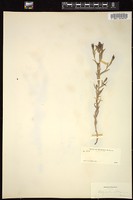 Thumbnail for <i>Cordylanthus parryi</i> <i></i> …