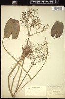 Thumbnail for <i>Alisma nymphaeifolium</i> <i></i> …
