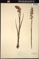 Thumbnail for <i>Orchis palustris</i> <i></i> …