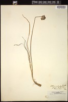 Thumbnail for <i>Allium ochroleucum</i> <i></i> …