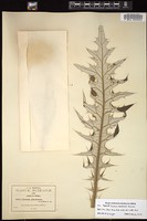 Thumbnail for <i>Cirsium pinetorum</i> <i></i> …