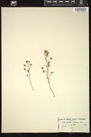 Thumbnail for <i>Gilia filicaulis</i> <i></i> …