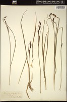 Thumbnail for <i>Carex rigida</i> <i></i> …