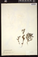 Thumbnail for <i>Ellisia chrysanthemifolia</i> <i></i> …