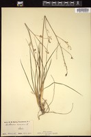 Thumbnail for <i>Anthericum ramosum</i> <i></i> …