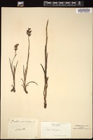 Thumbnail for <i>Orchis coriophora</i> <i></i> …