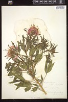 Thumbnail for <i>Cleome integrifolia</i> <i></i> …