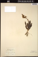 Thumbnail for <i>Orchis pauciflora</i> <i></i> …