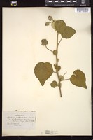 Thumbnail for <i>Abutilon pedunculare</i> <i></i> …