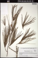 Thumbnail for <i>Pinus pinceana</i> <i></i> …