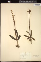 Thumbnail for <i>Orchis brevicornis</i> <i></i> …