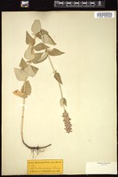 Thumbnail for <i>Lophanthus anisatus</i> <i></i> …