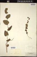 Thumbnail for <i>Aristolochia rotunda</i> <i></i> …