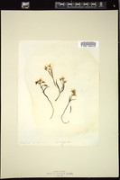 Thumbnail for <i>Claytonia chamissonis</i> <i></i> …