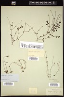 Thumbnail for <i>Hedyotis serpyllifolia</i> <i></i> …