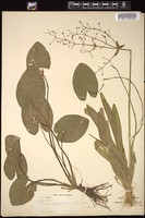 Thumbnail for <i>Alisma nymphaeifolium</i> <i></i> …