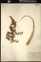 Thumbnail for <i>Hechtia pedicellata</i> <i></i> …