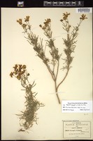 Thumbnail for <i>Coreopsis pringlei</i> <i></i> …