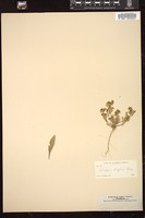 Thumbnail for <i>Lepidium lasiocarpum</i> <i></i> …