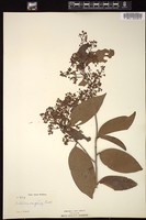 Thumbnail for <i>Nectandra sanguinea</i> <i></i> …
