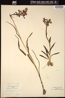 Thumbnail for <i>Orchis papilionacea</i> <i></i> …