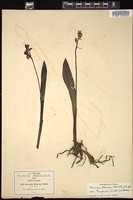 Thumbnail for <i>Govenia liliacea</i> <i></i> …