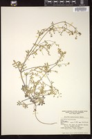 Thumbnail for <i>Ellisia membranacea</i> <i></i> …