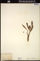 Thumbnail for <i>Orchis sambucina</i> <i></i> …