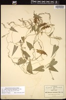 Thumbnail for <i>Dioscorea hirsuticaulis</i> <i></i> …