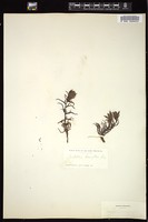 Thumbnail for <i>Castilleja breviflora</i> <i></i> …