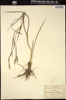 Thumbnail for <i>Sisyrinchium exalatum</i> <i></i> …