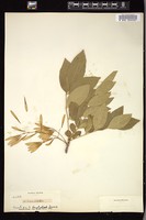 Thumbnail for <i>Fraxinus viridis</i> <i></i> …