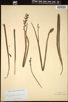 Thumbnail for <i>Prasophyllum patens</i> <i></i> …