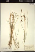 Thumbnail for <i>Carex filicina</i> <i></i> …