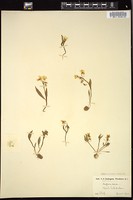 Thumbnail for <i>Claytonia aurea</i> <i></i> …
