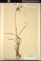 Thumbnail for <i>Eriophorum angustifolium</i> <i></i> …