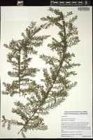 Thumbnail for <i>Taxodium distichum</i> <i></i> …