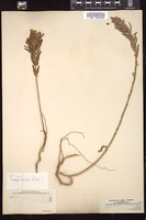 Thumbnail for <i>Oenothera lepida</i> <i></i> …