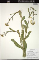 Thumbnail for <i>Brassica oleracea</i> <i></i> …