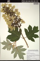Thumbnail for <i>Hydrangea quercifolia</i> <i></i> …