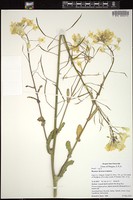 Thumbnail for <i>Brassica oleracea</i> <i></i> …