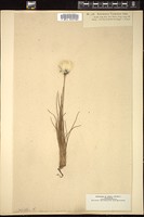 Thumbnail for <i>Eriophorum vaginatum</i> <i></i> …