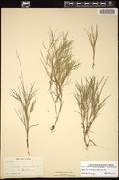 Thumbnail for <i>Panicum neuranthum</i> <i></i> …