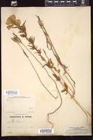 Thumbnail for <i>Oenothera lepida</i> <i></i> …
