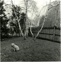 Thumbnail for Chammie, Backyard, Newton, …