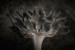 Thumbnail for Sunflower Study #1 …