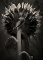 Thumbnail for Sunflower Study #2 …