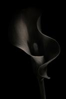 Thumbnail for Calla Lily Study …