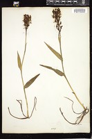 Thumbnail for <i>Platanthera blephariglottis</i> <i></i> …