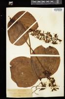 Thumbnail for <i>Platanthera orbiculata</i> <i></i> …